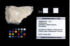 Foto (Objekt + Etikett) von Cyclothyreus sp.  (NHMW-GEO-1990-0041-0412)